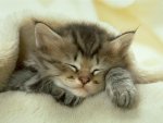 Sleeping-animals-22.jpg