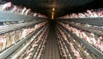 Chicken Egg Factory.jpg