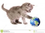 kitten-ball-11403828.jpg