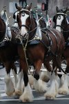 330px-Budweiser_Clydesdales_Boston.jpg