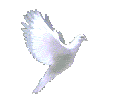 animated-dove-gif-8 - Copy.gif