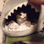 catinshark.gif