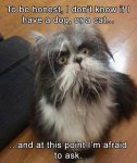 e90b0802eae2d32f92f36adc44559041--funny-cats-funny-jokes.jpg