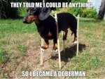 became-doberman.jpg