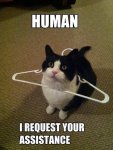 funny-cat-memes.jpg