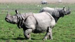 RHINO__1239354f.jpg