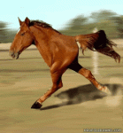 two-leg-horse.gif