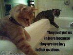 funny-animals-146.jpg