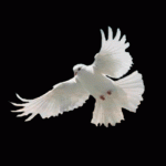 whitedove.gif