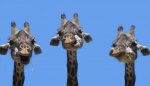 funny_giraffe_03.jpg