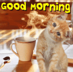 CoffeeCat.gif