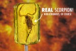 scorpion-sucker-real-scorpion-inside.jpg