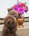 petite-griffon-nuts-6.jpg