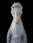 Tim-Flach-Shoebill.jpg