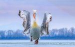 Bird-Photographer-of-the-Year-2019-Best-Portrait-Gold-Award-and-BPOTY-2019-Winner.jpg