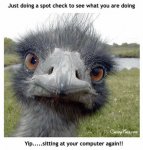 Funny-Bird-Closeup-Face-Picture.jpg