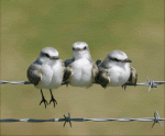 Funny-Bird-Legs-Animation.gif