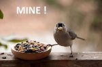 Mine-Funny-Bird.jpg