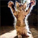 funny-kitten-pictures.jpg