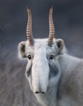 Tim-Flach-Endangered-Saiga.jpg