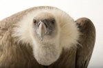 birds-photo-ark-joel-sartore-7.jpg