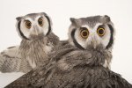 birds-photo-ark-joel-sartore-3.jpg