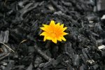 flower-among-the-ashes-01.jpg