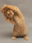 ExerciseCat.gif