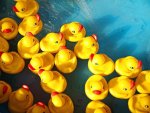 rubber-ducks.jpg