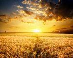 Burning-Wheat-Field-Photography.jpg