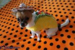 taco_dog_n_rodeo_cat.jpg