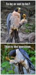 funny-animal-memes-011-012.jpg