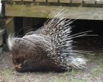 Porcupine.jpg