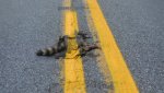 painted-roadkill_620x350.jpg