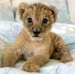 lion_kitten.jpg