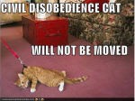 Civil-Disobedience-Cat-Ghandi.png