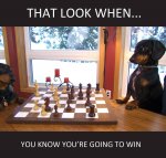 That-Look-When-You-Know-You-Are-Going-To-Win-Funny-Chess-Meme-Image.jpg