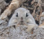 siberian-japanese-dwarf-flying-squirrel-6.jpg