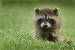 babyraccon.jpg