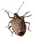 stinkbug_285.jpg