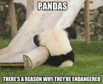 e01d3dac61d559fc13ad805f4aff55a4--panda-bears-polar-bears.jpg