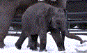 snow elephant.gif