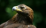 birds-of-prey-wallpapers-11.jpg