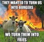 cows01.jpg