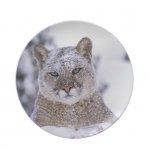 cougar_mountain_lion_puma_yearling_male_in_winter_plate-r6d97295b993a4d38814232752bc9036e_ambb0_.jpg