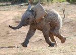 baby elephant.jpg