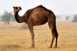 camel.jpg