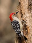 woodpecker.jpeg