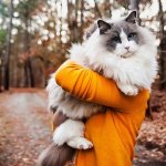 Giant Ragdoll Cat.jpg