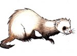 ferret.jpg